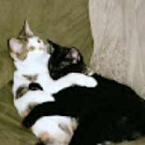 Meet your Posher, Shane